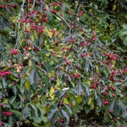 Euonymus europaeus 'Red Cascade'