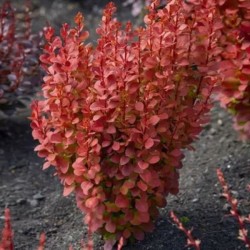 Berberis thunbergii 'Orange...