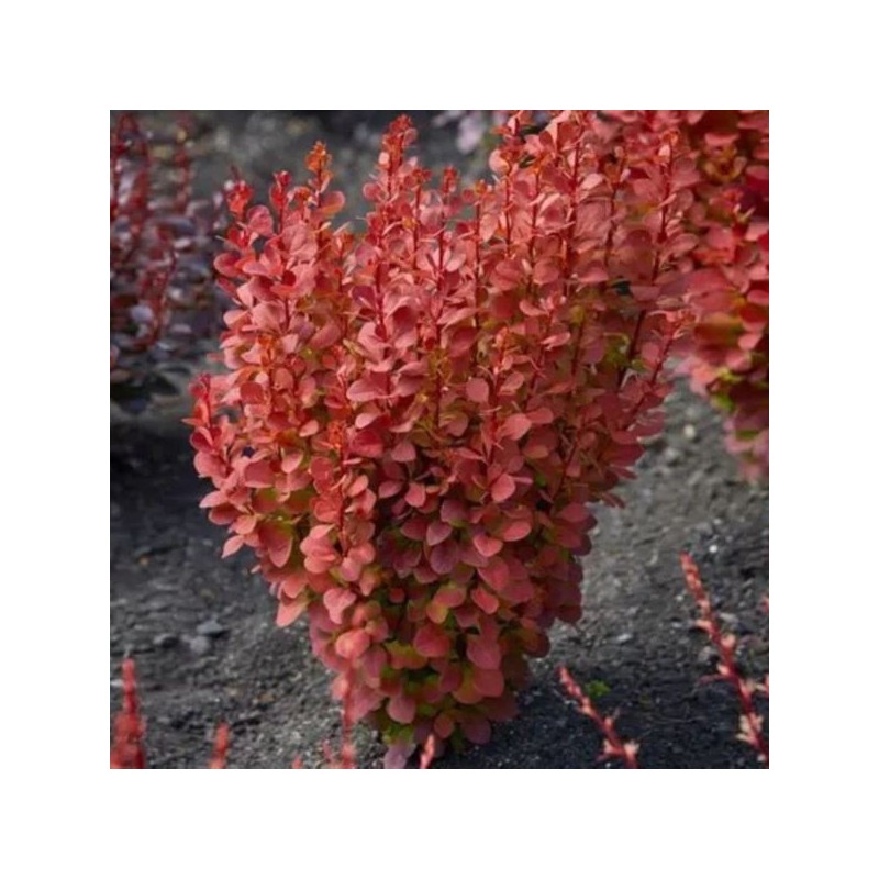 Berberis thunbergii 'Orange Rocket' PBR