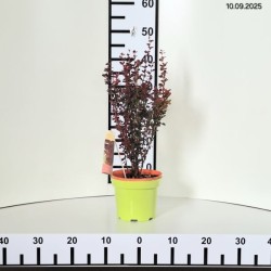 Berberis thunbergii 'Orange Rocket' PBR