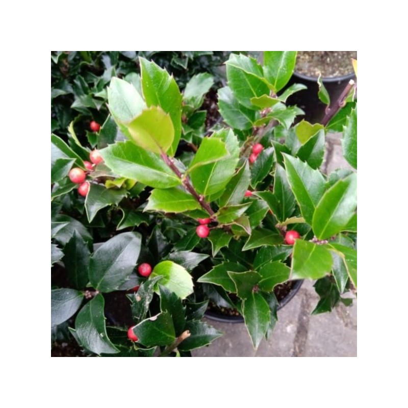Ilex ×meserveae BLUE MAID 'Mesid'