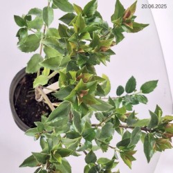 Ilex ×meserveae BLUE MAID 'Mesid'