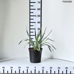 Yucca filamentosa