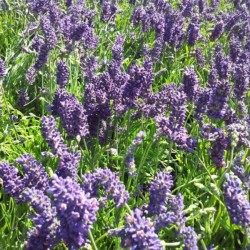 Lavandula angustifolia...