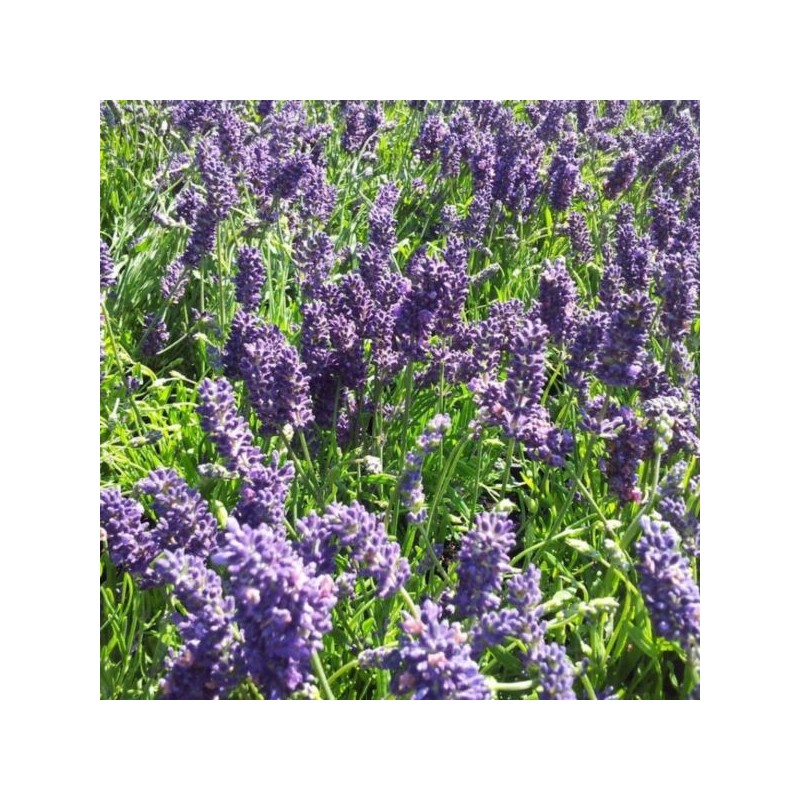 Lavandula angustifolia 'Munstead'