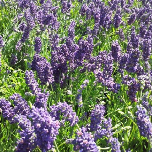 Lavandula angustifolia 'Munstead'