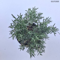 Lavandula angustifolia 'Munstead'