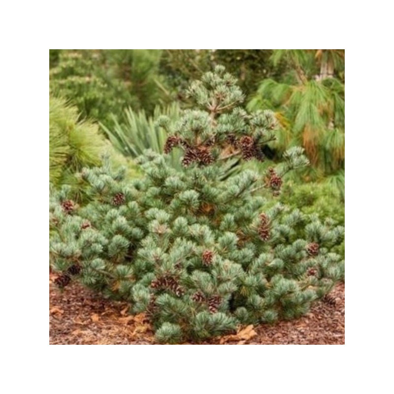 Pinus parviflora 'Negishi'