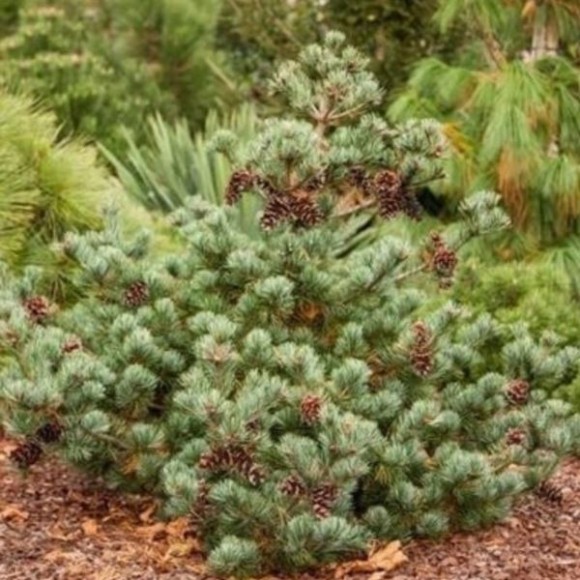 Pinus parviflora 'Negishi'