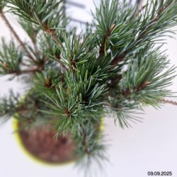 Pinus parviflora 'Negishi'