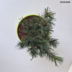 Pinus parviflora 'Negishi'