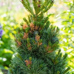 Pinus parviflora 'Negishi'