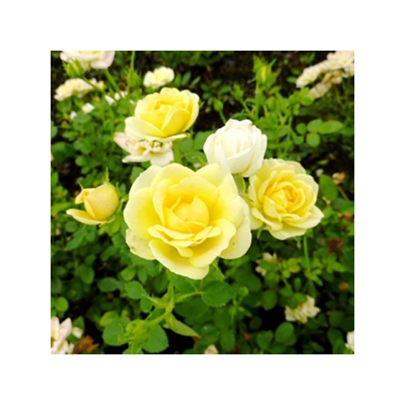 Rosa 'The Fairy Yellow'