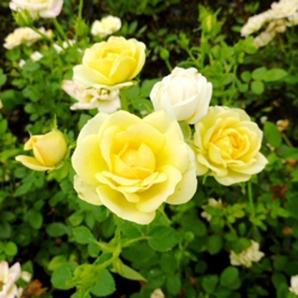 Rosa 'The Fairy Yellow'