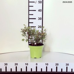 Rosa 'The Fairy Yellow'