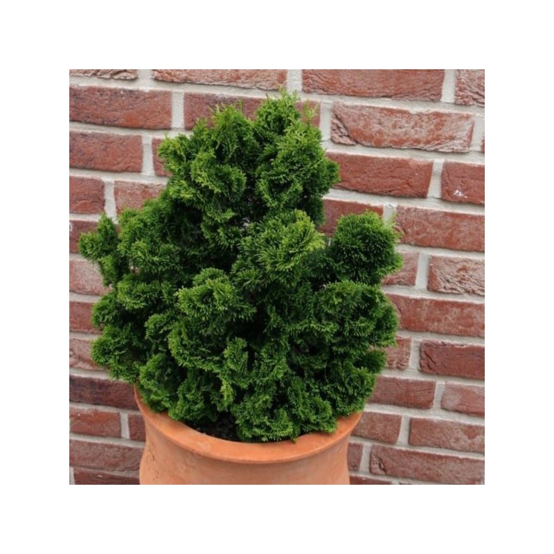 Chamaecyparis obtusa 'Nana Gracilis'