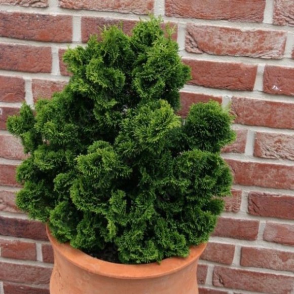 Chamaecyparis obtusa 'Nana Gracilis'