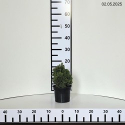 Chamaecyparis obtusa 'Nana Gracilis'