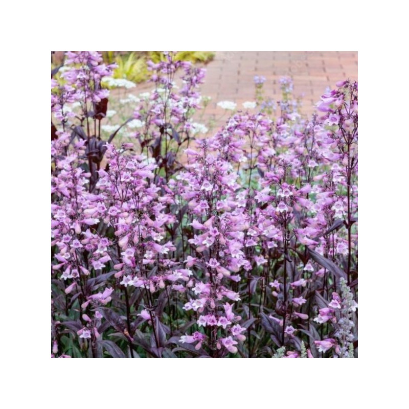 Penstemon 'Dark Towers' PBR