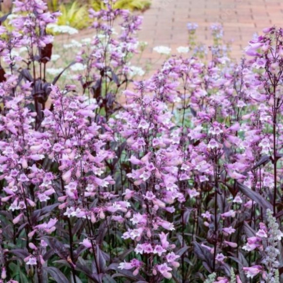 Penstemon 'Dark Towers' PBR