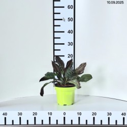 Penstemon 'Dark Towers' PBR