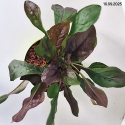 Penstemon 'Dark Towers' PBR