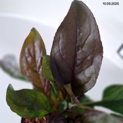 Penstemon 'Dark Towers' PBR