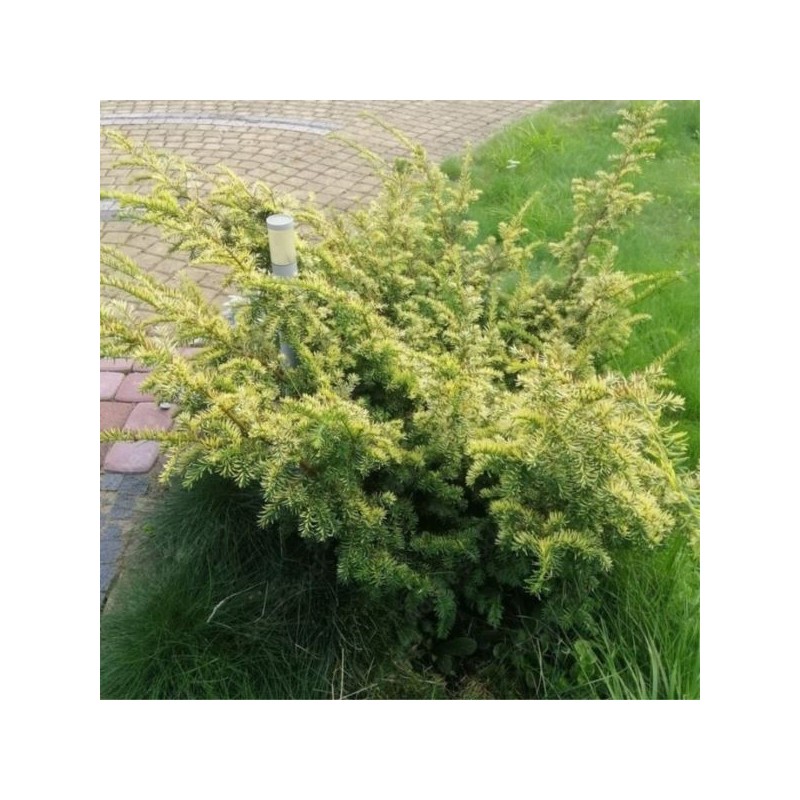 Taxus baccata 'Elegantissima'