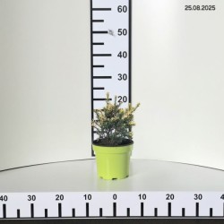 Taxus baccata 'Elegantissima'