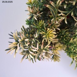 Taxus baccata 'Elegantissima'