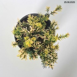 Taxus baccata 'Elegantissima'