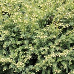 Taxus baccata 'Elegantissima'