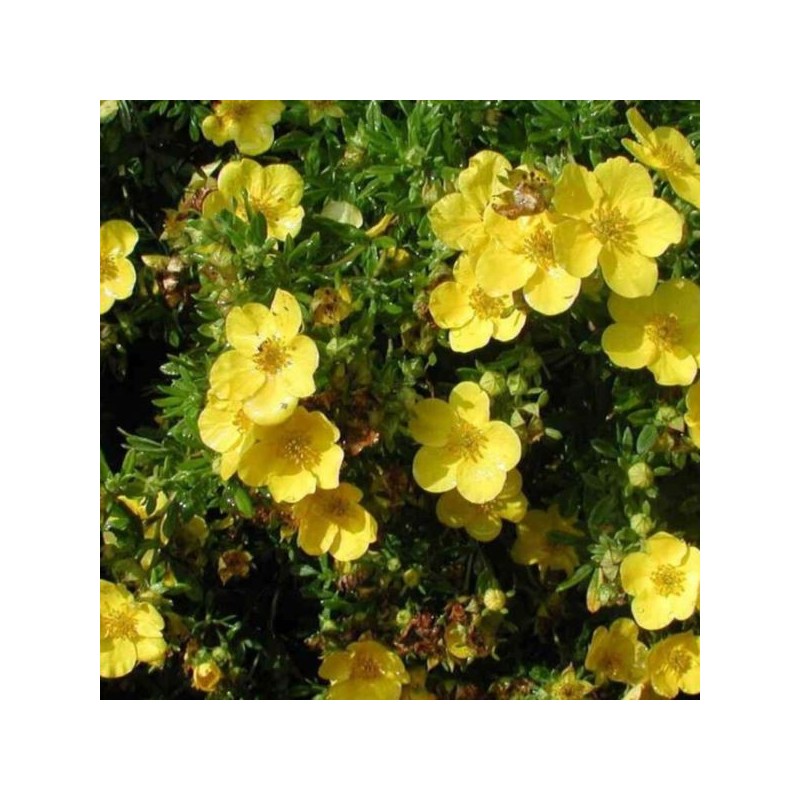 Potentilla fruticosa 'Goldstar'