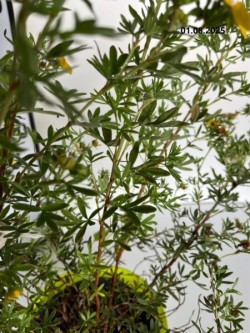 Potentilla fruticosa 'Goldstar'