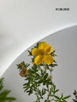 Potentilla fruticosa 'Goldstar'