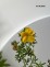 Potentilla fruticosa 'Goldstar'