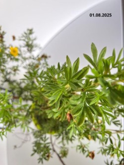 Potentilla fruticosa 'Goldstar'