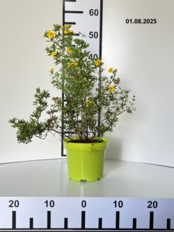 Potentilla fruticosa 'Goldstar'