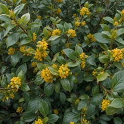 Ilex ×meserveae GOLDEN GIRL...