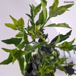 Ilex ×meserveae GOLDEN GIRL 'Mesgolg'