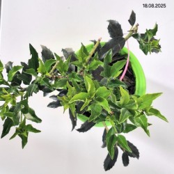 Ilex ×meserveae GOLDEN GIRL 'Mesgolg'