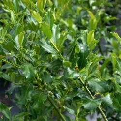 Ilex ×meserveae GOLDEN GIRL 'Mesgolg'