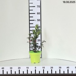 Ilex ×meserveae GOLDEN GIRL 'Mesgolg'