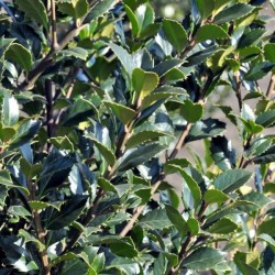 Ilex ×meserveae...