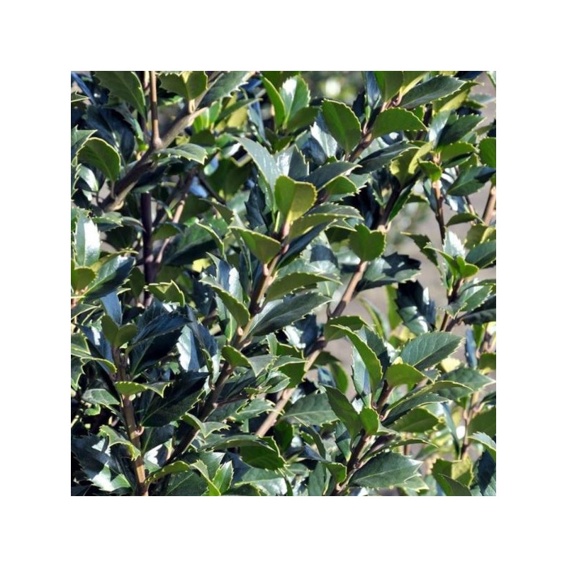 Ilex ×meserveae 'Heckenstar' PBR