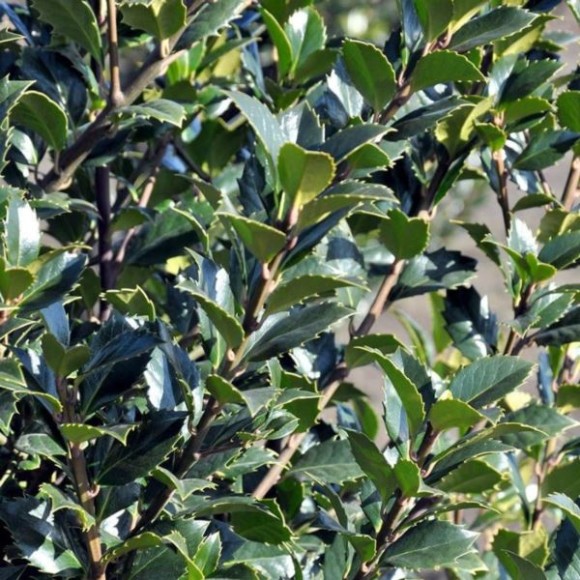 Ilex ×meserveae 'Heckenstar' PBR