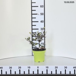 Ilex ×meserveae 'Heckenstar' PBR