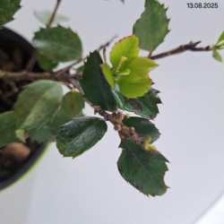 Ilex ×meserveae 'Heckenstar' PBR