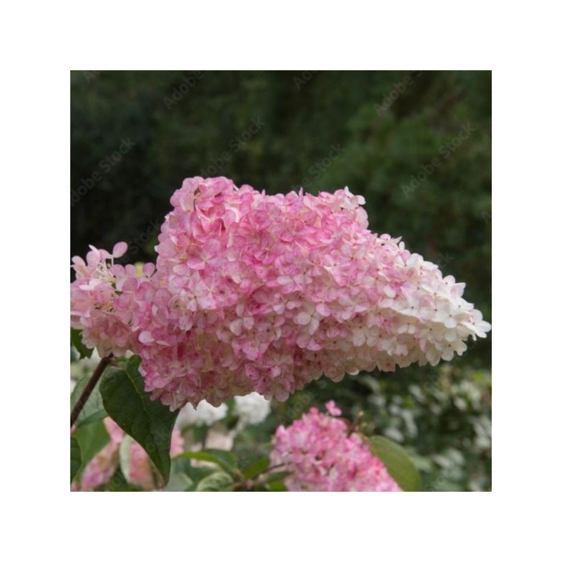 Hydrangea p. 'Pink Diamond'