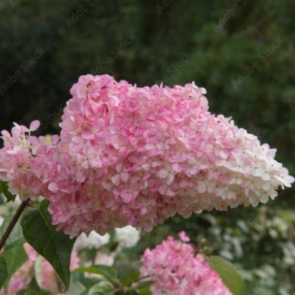 Hydrangea p. 'Pink Diamond'